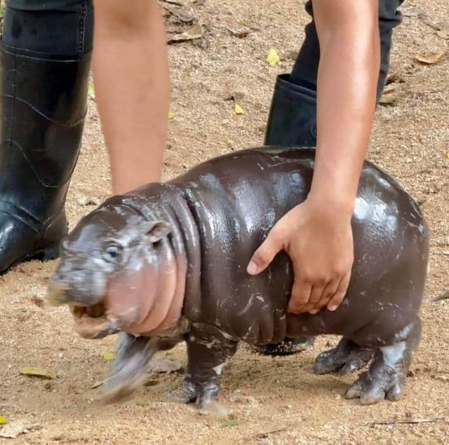 Moo Deng The Baby Hippo
